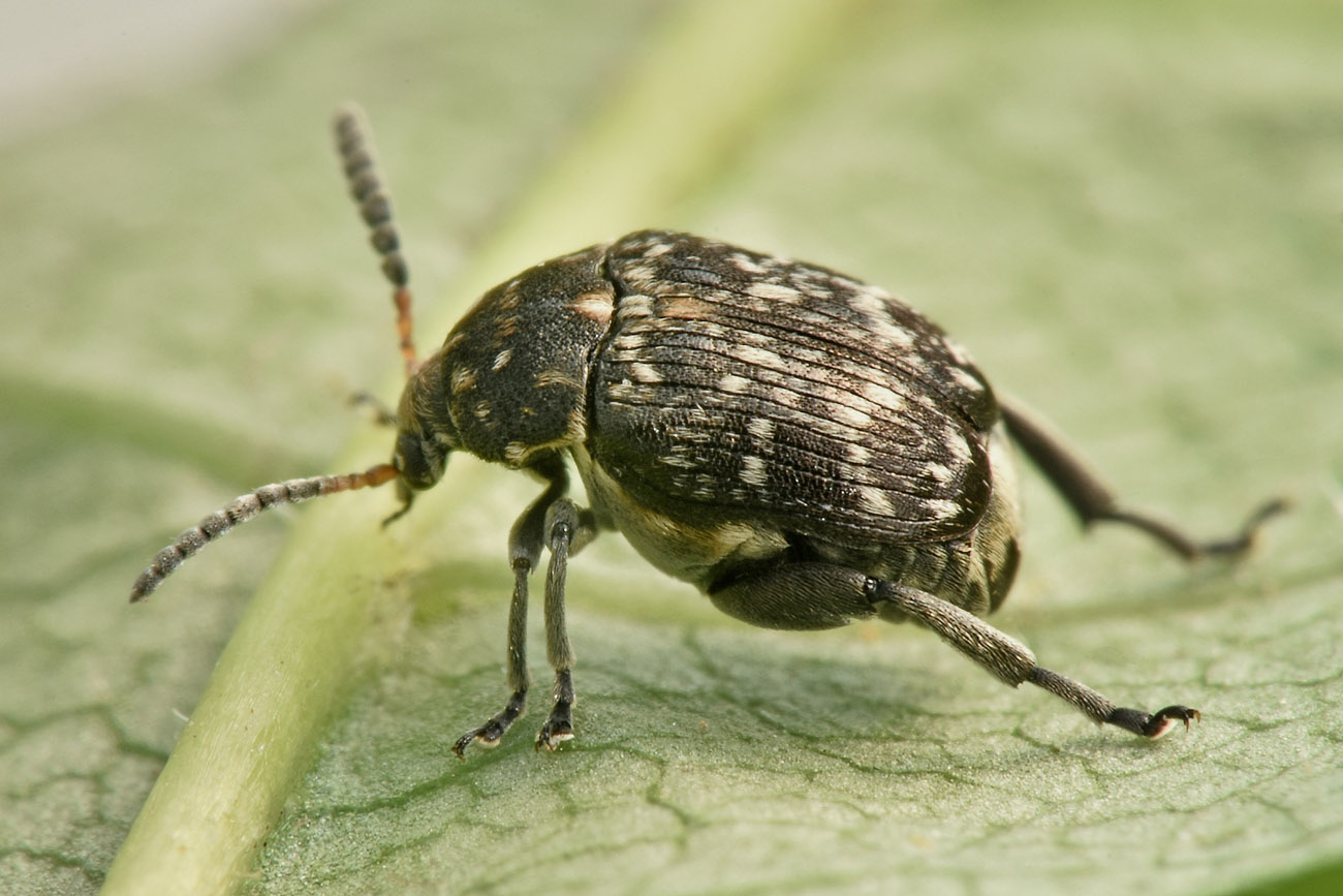 Chrysomelidae Bruchinae: femmina di Bruchus viciae